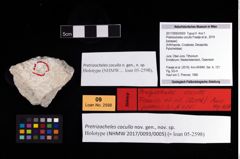 Foto (Objekt + Etikett) von Pretrizocheles cocullo (Fraaije et al., 2019)  (NHMW-GEO-2017-0093-0005)